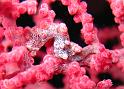 Hippocampe pygmee - Hippicampus bargibanti